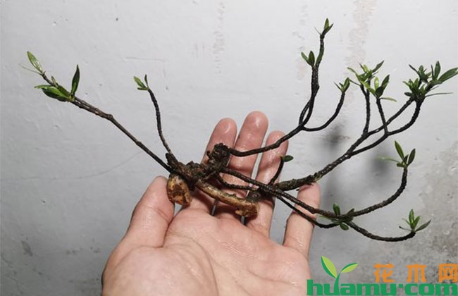 雀舌栀子花桩水培方法 雀舌栀子花桩水培方法