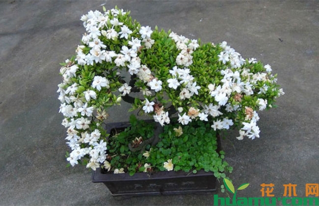 雀舌栀子花桩水培方法 雀舌栀子花桩水培方法