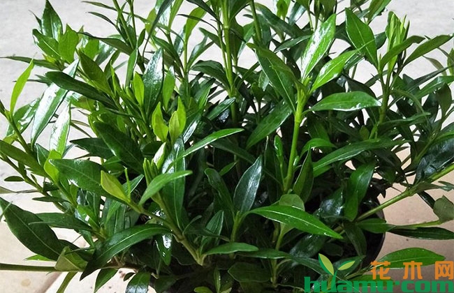 雀舌栀子花桩水培方法 雀舌栀子花桩水培方法