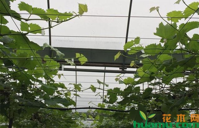 葡萄夏梢二次果怎么长好? 葡萄夏梢二次果怎么长好?