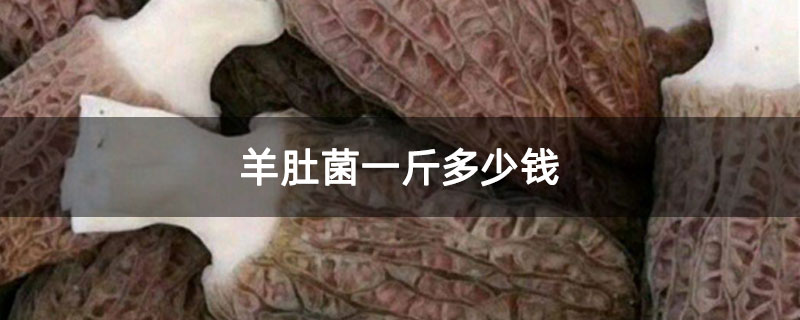 羊肚菌一斤多少钱