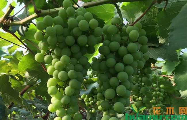 葡萄夏梢二次果怎么长好? 葡萄夏梢二次果怎么长好?