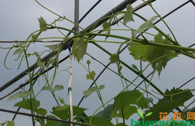 葡萄不同时期的摘心方法 葡萄不同时期的摘心方法