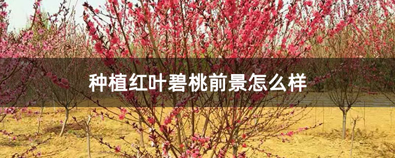 种植红叶碧桃前景怎么样