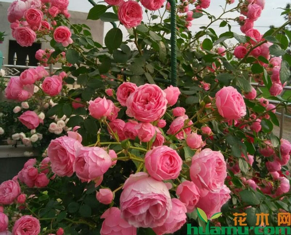 粉色月季花