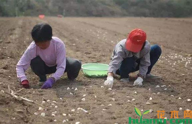 大蒜种植方法和技术 大蒜种植方法和技术