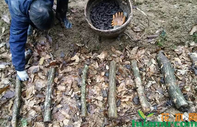 猪苓种植技术和收益 猪苓种植技术和收益