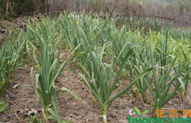 大蒜种植方法和技术 大蒜种植方法和技术