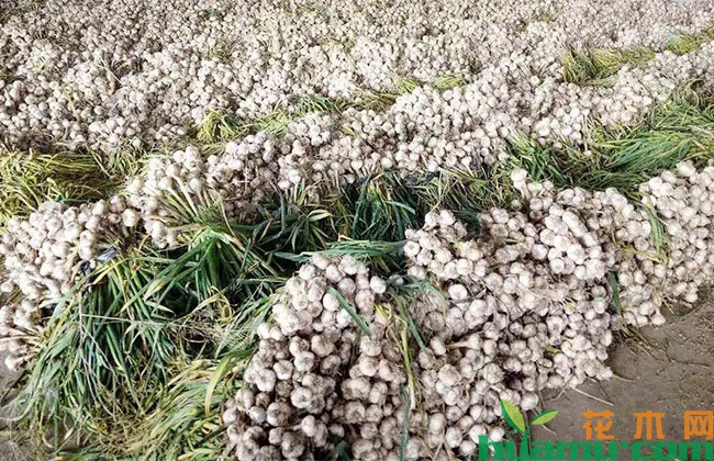 大蒜种植方法和技术 大蒜种植方法和技术