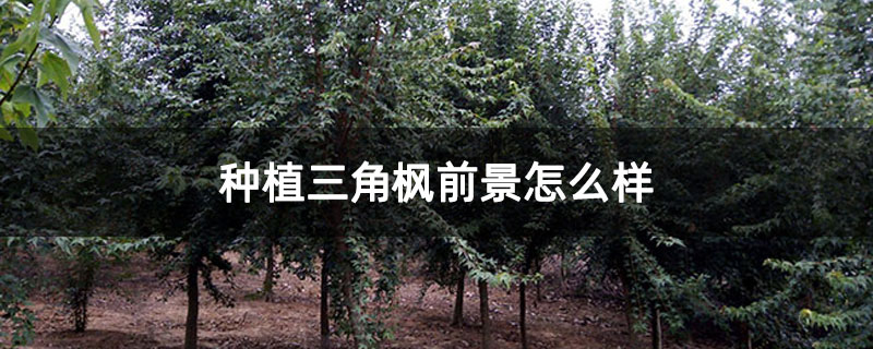种植三角枫前景怎么样