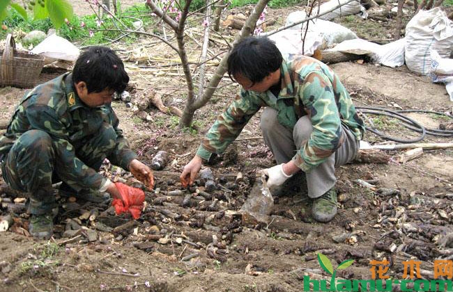猪苓种植技术和收益 猪苓种植技术和收益