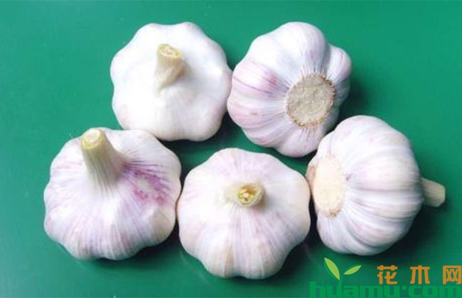 大蒜种植方法和技术 大蒜种植方法和技术