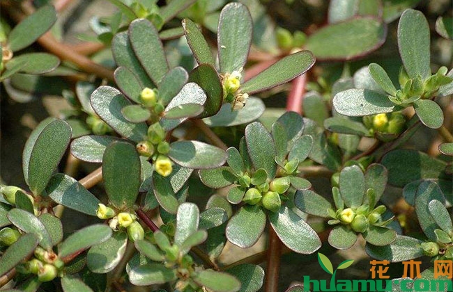 马齿苋种植方法 马齿苋种植方法