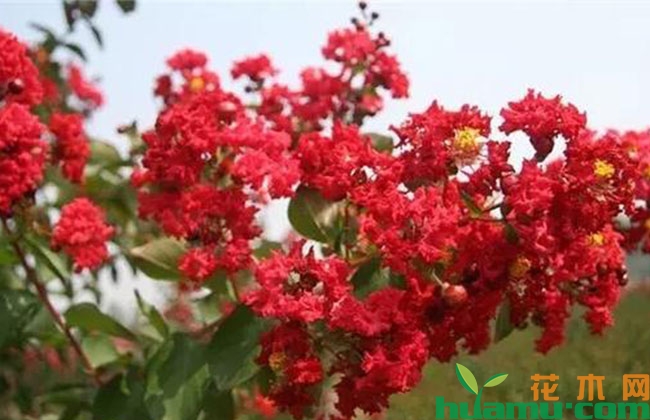 适合春天种植的花卉 适合春天种植的花卉
