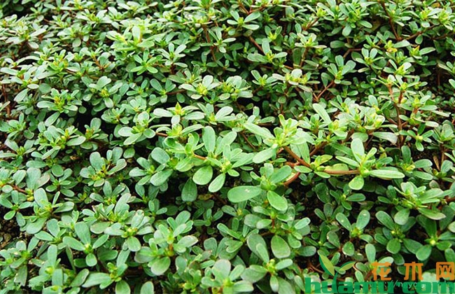 马齿苋种植方法 马齿苋种植方法