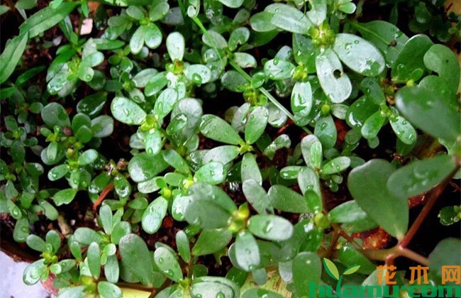 马齿苋种植方法 马齿苋种植方法