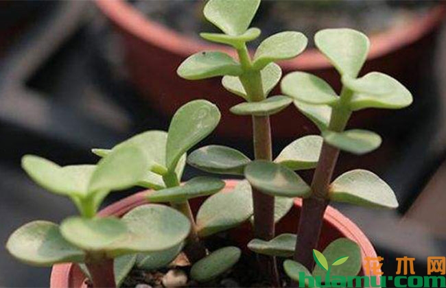 马齿苋种植方法 马齿苋种植方法
