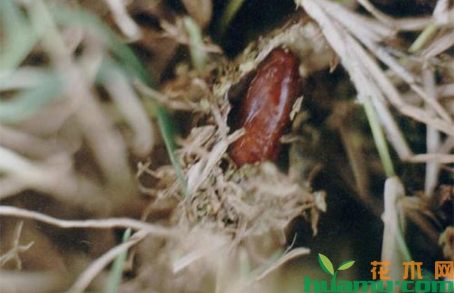 草坪食叶害虫暴发期防治方法 草坪食叶害虫暴发期防治方法