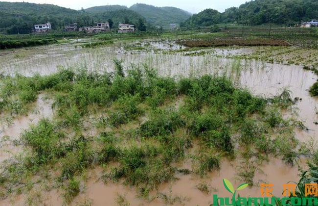 暴雨过后这些苗木怎么养护？