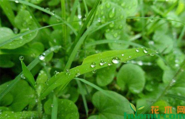暴雨过后这些苗木怎么养护? 暴雨过后这些苗木怎么养护?