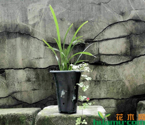 室外养的兰花