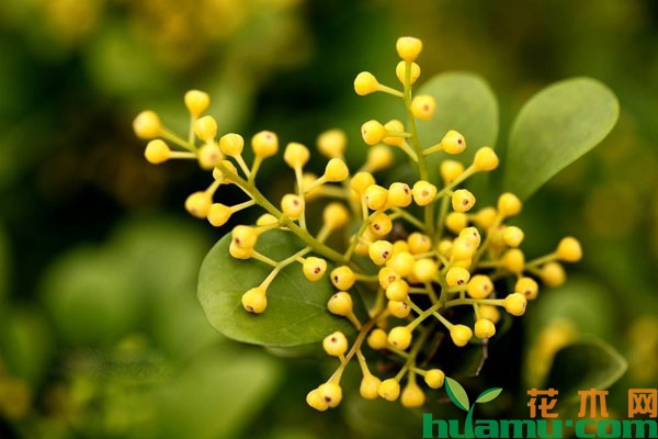 米兰开花