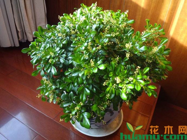 米兰花