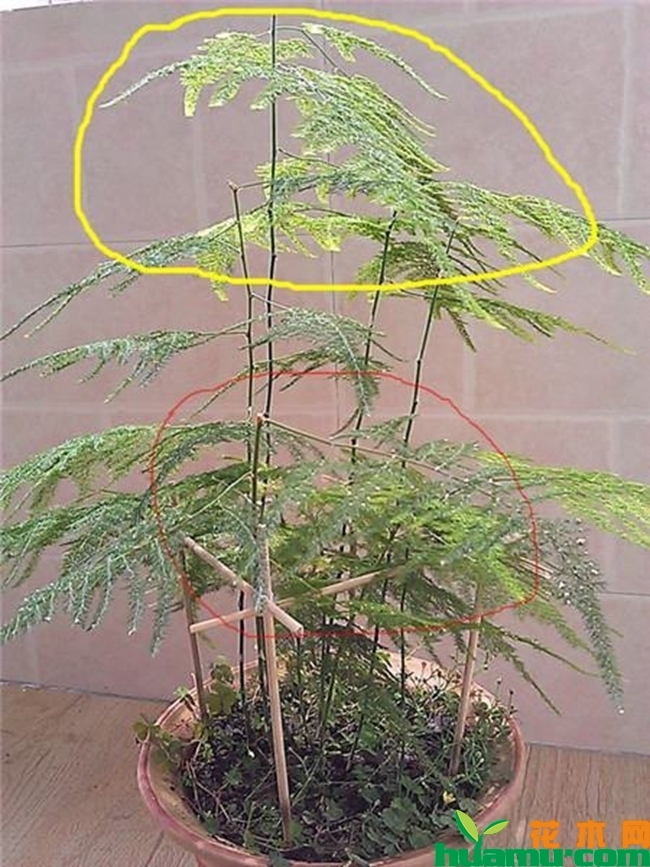 文竹的修剪方法图
