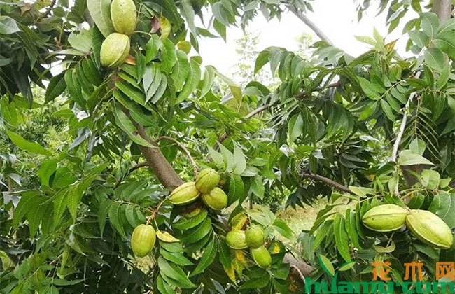碧根果的种植管理技巧 碧根果的种植管理技巧
