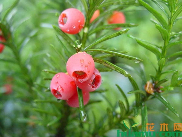 红豆杉盆景怎样养才能结果？
