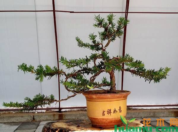 红豆杉小盆景