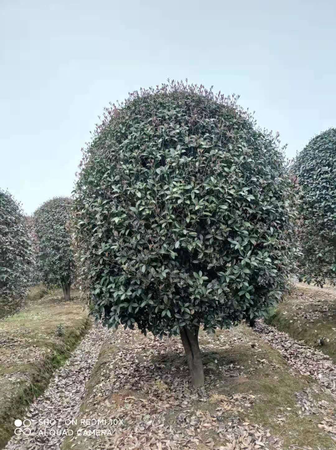 冠幅2米桂花树多少钱一棵 桂花树市场价格