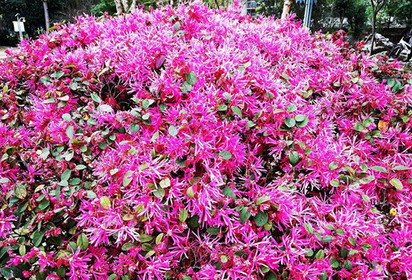红花檵木