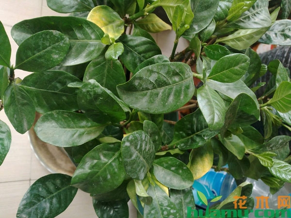 栀子花