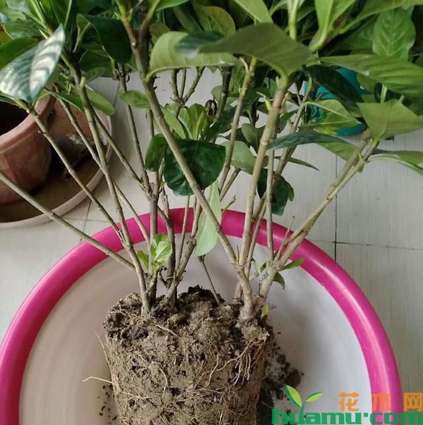 栀子花换盆