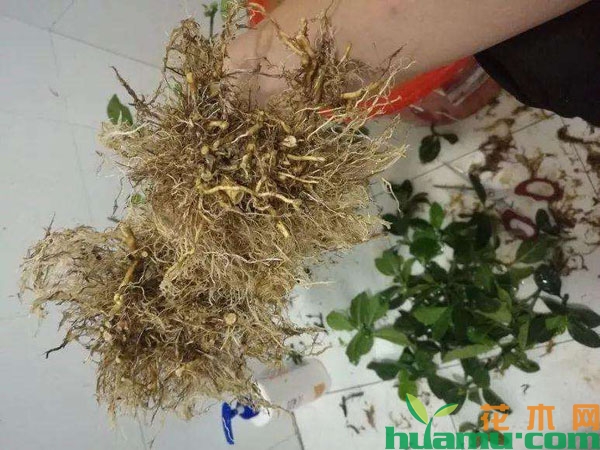 栀子花的根