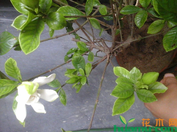 栀子花