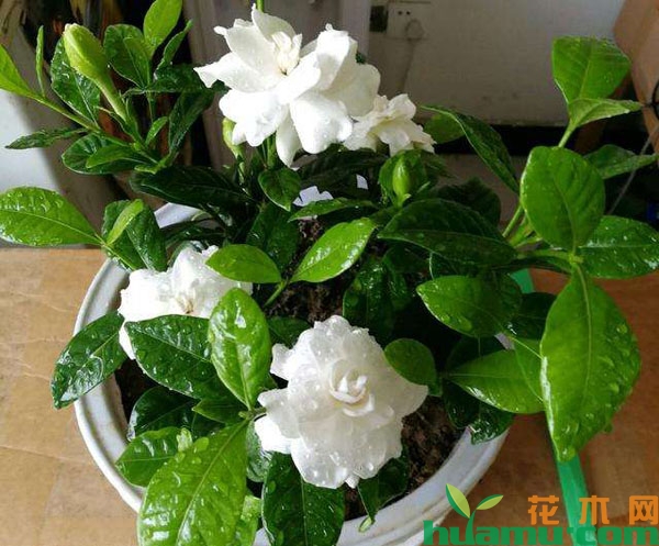 栀子花