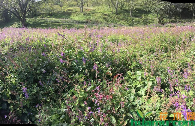 种植丹参需要注意什么? 种植丹参需要注意什么?