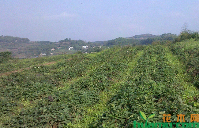 种植丹参需要注意什么? 种植丹参需要注意什么?