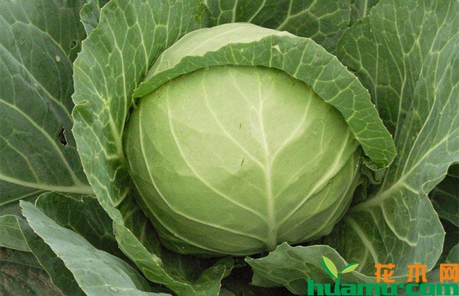 甘蓝种植管理方法 甘蓝种植管理方法