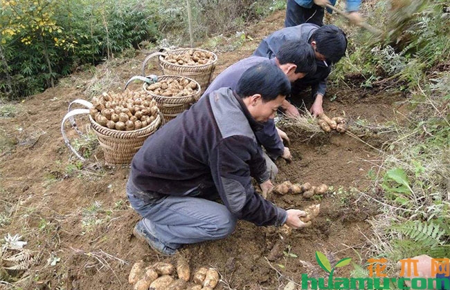 天麻种植管理办法 天麻种植管理办法