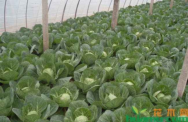 甘蓝种植管理方法 甘蓝种植管理方法