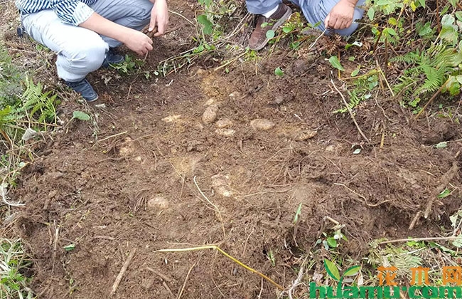 天麻种植管理办法 天麻种植管理办法