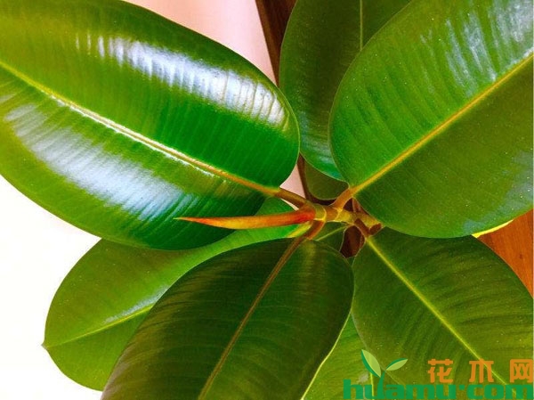 橡皮树