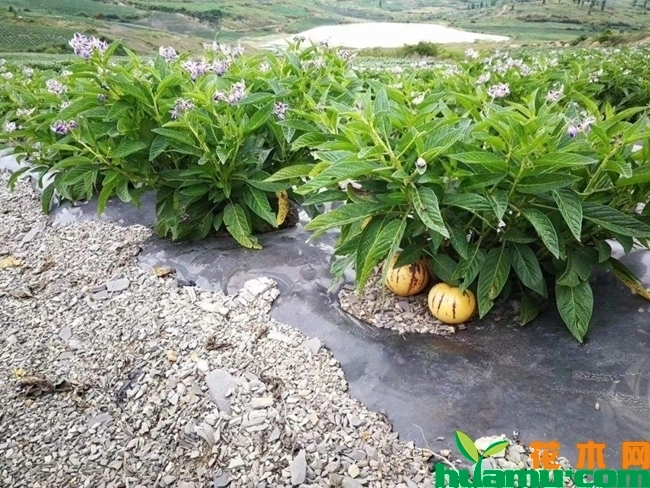 人参果的种植技术
