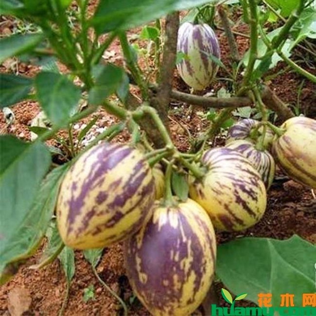 人参果的种植技术