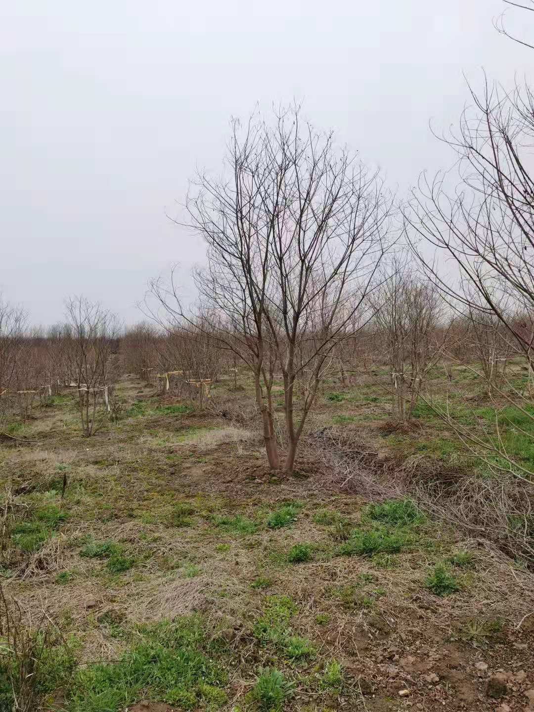 原生丛生乌桕树多少钱一棵 乌桕基地报价 原生丛生乌桕树多少钱一棵 乌桕基地报价