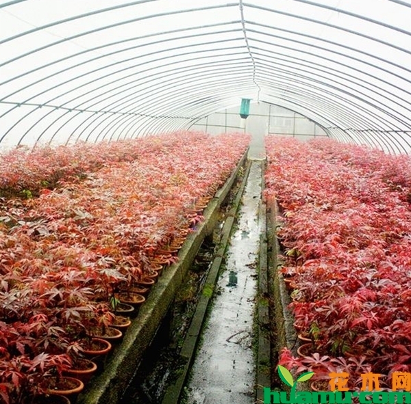 美国红枫种植技术
