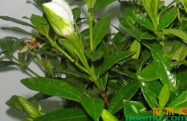 栀子花 栀子花